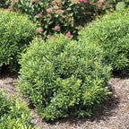 Inkberry Holly Shrub | Ilex Glabra | 10 Live Plants | Cold Hardy | Excellent Border Shrub & Foundation Hedge