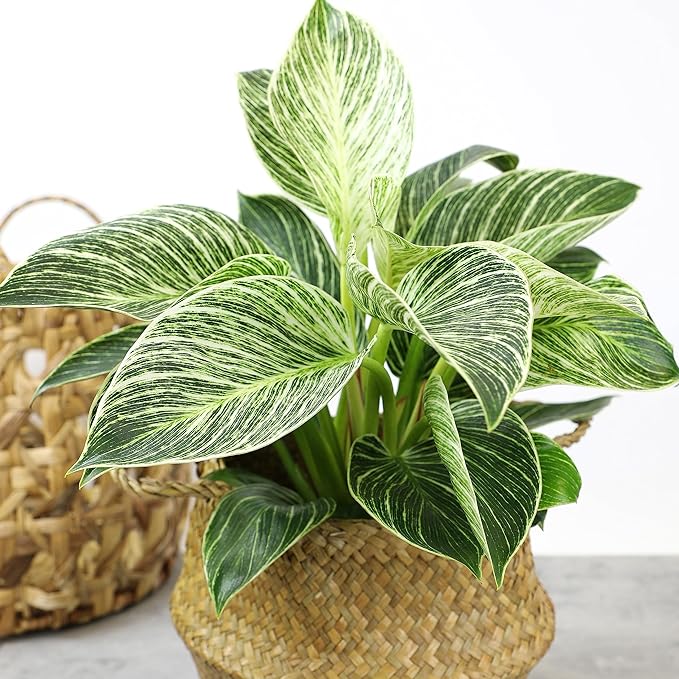 Birkin Philodendron in 6 Inch Pot and Live Pothos Plants (4PK) Indoor Houseplants