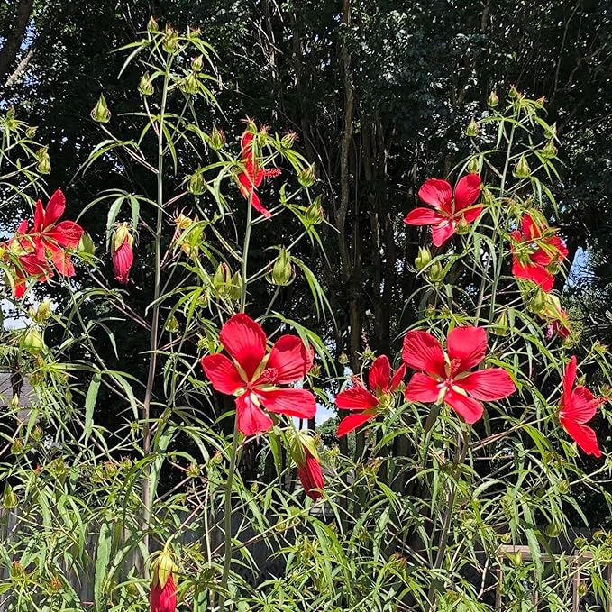 Chalily Water Hibiscus, a Great Live Pond Plant for Your Water Garden. Filters koi and Goldfish Ponds. Good for Bogs, Plant Shelf or Shallow Water This marginal Aquatic is a Real Beauty