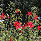 Chalily Water Hibiscus, a Great Live Pond Plant for Your Water Garden. Filters koi and Goldfish Ponds. Good for Bogs, Plant Shelf or Shallow Water This marginal Aquatic is a Real Beauty