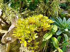 ragnaroc Live Plants – Bromeliad Neoregelia Tigrina, 8-12" in 6" Pot - 1ct - Live Arrival Guaranteed - House Plants for Home Decor & Gift