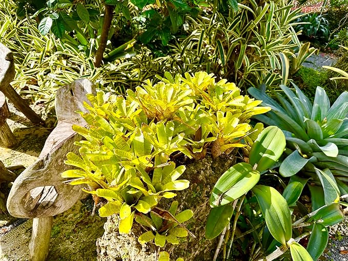 ragnaroc Live Plants – Bromeliad Neoregelia Tigrina, 8-12" in 6" Pot - 1ct - Live Arrival Guaranteed - House Plants for Home Decor & Gift