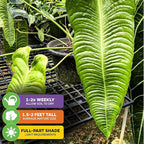 King Veitchii Anthurium - Anthurium Veitchii by Wellspring Gardens - Live Starter Plant - Live Indoor Plant - Ideal Air Purifying Plant for Home or Office, Great for Indoor Gardening