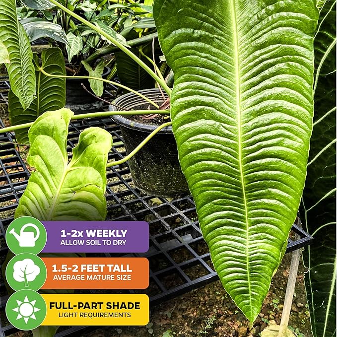 King Veitchii Anthurium - Anthurium Veitchii by Wellspring Gardens - Live Starter Plant - Live Indoor Plant - Ideal Air Purifying Plant for Home or Office, Great for Indoor Gardening