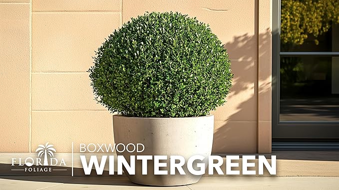 Wintergreen Boxwood | 30 Live Plants | Buxus Microphylla | Evergreen Shrub, Dense Foliage, Formal Garden, Low Maintenance, Privacy Hedge, Year-Round Interest, Landscaping Shrub