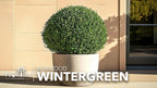 Wintergreen Boxwood | 3 Live Plants | Buxus Microphylla | Evergreen Shrub, Dense Foliage, Formal Garden, Low Maintenance, Privacy Hedge, Year-Round Interest, Landscaping Shrub
