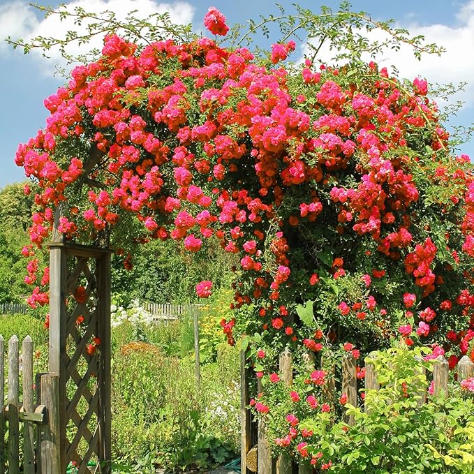 Red Climbing Rose Live Plant, Can Grow As Rose Bushes Shrubs, Fragrant Ready to Plant, Starter Size, 5 to 10 Inc Tall, Dormant in Winter