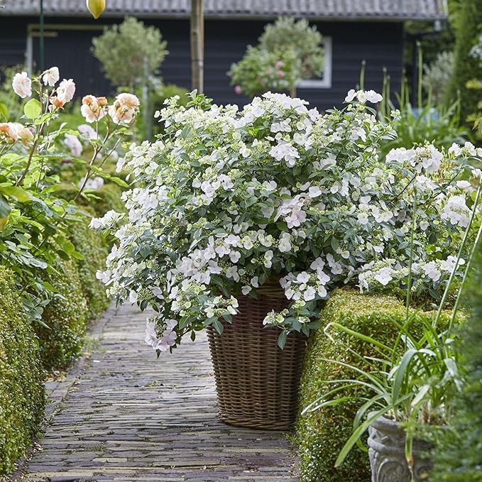 Proven Winners 2 Gal. Fairytrail Bride Hydrangea Shrub