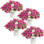 Proven Winners® Petunia Plant - Supertunia Picasso in Purple - 4 Pack - Annual Flower for Spring & Summer Blooms - 6" Tall x 6" Wide, 1.56 Pt Pot
