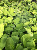 6 Pack Mixed Hosta Bare Root Variety Pack – 1000's Sold – Shade Loving Perennials with Lush Green Foliage – Easy to Grow & Ships Fresh - Low Maintenance