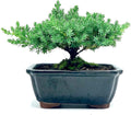 Live Dwarf Juniper Bonsai Tree | Indoor/Outdoor | 100% Handcrafted| Home and Office Décor | Best Gift for Holiday | Good for Beginner