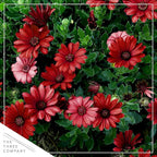 Live Flowering Osteospermum Plant - Red (2 Plants Per Pack), Beautiful African Daisies, Early Spring Color, 12" Tall by 5" Wide in 1 Qt Pot, The Three Company