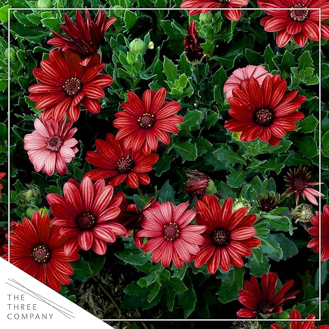 Live Flowering Osteospermum Plant - Red (2 Plants Per Pack), Beautiful African Daisies, Early Spring Color, 12" Tall by 5" Wide in 1 Qt Pot, The Three Company