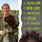 Seed Needs Chocolate Sunflower Seeds for Planting Dark Maroon Sunflowers - Heirloom & Open Pollinated Flower Seed to Plant & Grow an Outdoor Wildflower Butterfly Garden (1 Pack)