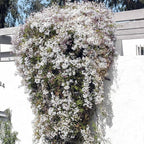 Pink Jasmine Vine - Jasminum Polyanthum - Fragrant & Blooming, Perfect for Indoor/Outdoor Decor (2 Pink jas Cups)