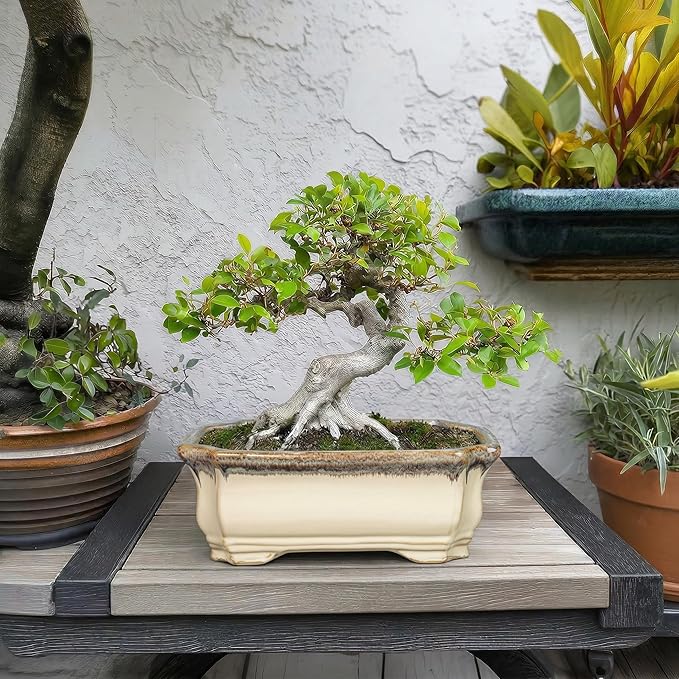 11.6 Inch Succulent Pots - Ceramic Bonsai Tree Pots with Drainage Hole, Succulent Planters for Indoor Plants Outdoor, Bonsai Planter, Garden Decor, House Warming Gifts, Rectangular Beige-Brown