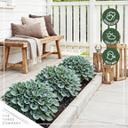 Live Perennial Hosta - Blue Mouse Ears (3 Plants Per Pack) Beautiful Accent Plant, 10" Tall by 4" Wide in 1 Qt Pot