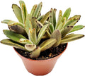 FATPLANTS Succulent Plant(s) Fully Rooted in 4 inch Planter Pots with Soil - Real Live Potted Succulents/Unique Indoor Cactus Decor (1, Chocolate Soldier)