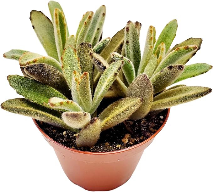 FATPLANTS Succulent Plant(s) Fully Rooted in 4 inch Planter Pots with Soil - Real Live Potted Succulents/Unique Indoor Cactus Decor (1, Chocolate Soldier)