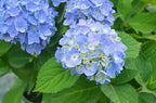 Hydrangea mac. Nantucket Blue (Reblooming Hydrangea) Shrub, RB pink or blue, #3 - Size Container