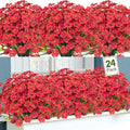 Ouddy Decor 24 Bundles Artificial Flowers for Decorations Fake Silk Plants for Outdoors UV Resistant Faux Plastic Greenery Stems for Garden Porch Window Box Home Spring Decor, Red