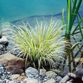 Golden Sweet Flag, a Great Live Pond Plant for Your Water Garden. Filters koi and Goldfish Ponds. Good for Bogs, Plant Shelf or Shallow Water This marginal Aquatic is a Real Beauty