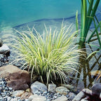 Golden Sweet Flag, a Great Live Pond Plant for Your Water Garden. Filters koi and Goldfish Ponds. Good for Bogs, Plant Shelf or Shallow Water This marginal Aquatic is a Real Beauty
