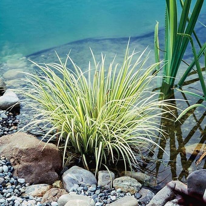 Golden Sweet Flag, a Great Live Pond Plant for Your Water Garden. Filters koi and Goldfish Ponds. Good for Bogs, Plant Shelf or Shallow Water This marginal Aquatic is a Real Beauty