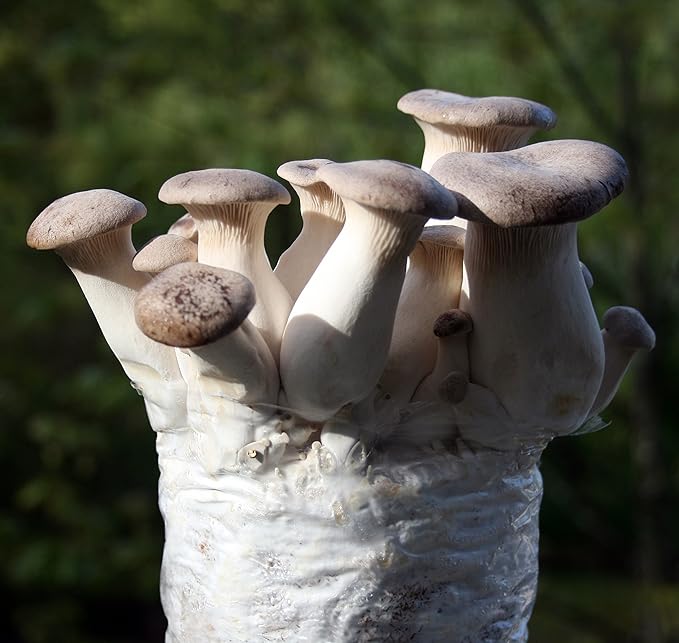 Root Mushroom Farm-Mushroom Liquid Cultures/King Oyster(Pleurotus eryngii)