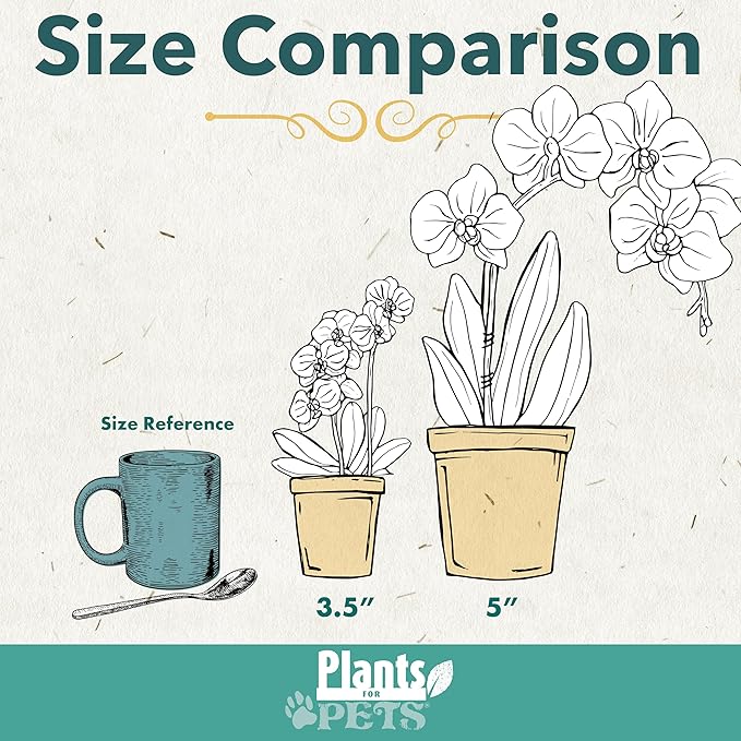 Large White Live Orchids Blooming in 5" Blue & White Orchid Pot, Pet Friendly Live Plant Gifts for Plant Lovers, Approx. 22"+ Tall, Real Houseplants, Phalaenopsis Moth Flowers by Plants for Pets