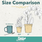 Large Novelty Live Orchids Blooming in 5" Blue & White Orchid Pot, Pet Friendly Live Plant Gifts for Plant Lovers, Approx. 22"+ Tall, Real Houseplants, Phalaenopsis Moth Flowers by Plants for Pets