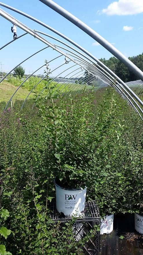Proven Winners - Syringa x Bloomerang Dark Purple (Reblooming Lilac) Shrub, dark purple flowers, #2 - Size Container