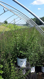 Proven Winners - Syringa x Bloomerang Dark Purple (Reblooming Lilac) Shrub, dark purple flowers, #2 - Size Container