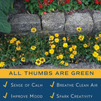 Costa Farms Coreopsis Live Outdoor Plants (2-Pack), Colorful Perennial Flowers in 2-Qt. Grow Pots, Sun-Loving Long-Blooming Tickseed for Garden Beds, Borders, and Patio, Attracts Pollinators