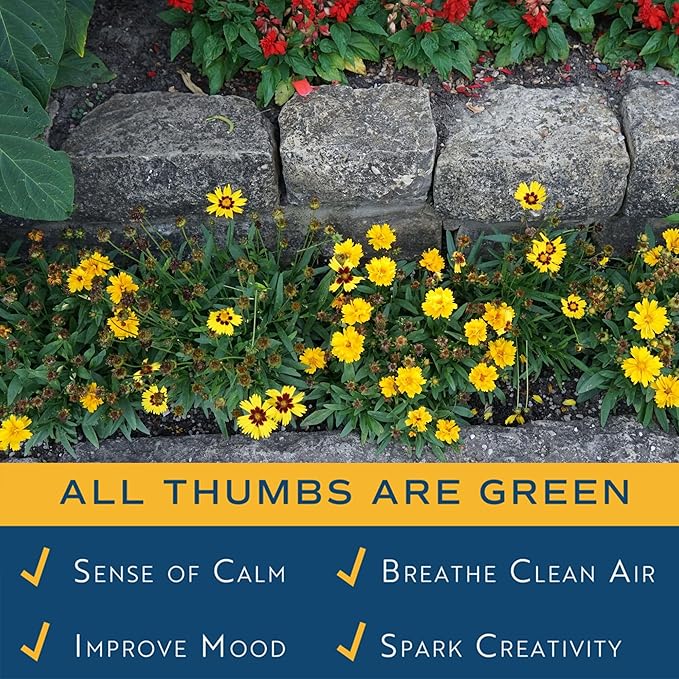 Costa Farms Coreopsis Live Outdoor Plants (2-Pack), Colorful Perennial Flowers in 2-Qt. Grow Pots, Sun-Loving Long-Blooming Tickseed for Garden Beds, Borders, and Patio, Attracts Pollinators