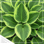 Live Perennial Hosta - Golden Tiara (3 Plants Per Pack) Beautiful Accent Plant, 10" Tall by 4" Wide in 1 Qt Pot