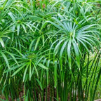 Umbrella Palm, a Great Live Pond Plant for Your Water Garden. Filters The koi and Goldfish Pond. Good for Bogs, Plant Shelf or Shallow Water This marginal Aquatic is a Real Beauty