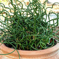 Chalily Corkscrew Rush, a Great Live Pond Plant for Your Water Garden. Filters The koi and Goldfish Pond. Good for Bogs, Plant Shelf or Shallow Water This marginal Aquatic is a Real Beauty