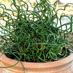Chalily Corkscrew Rush, a Great Live Pond Plant for Your Water Garden. Filters The koi and Goldfish Pond. Good for Bogs, Plant Shelf or Shallow Water This marginal Aquatic is a Real Beauty