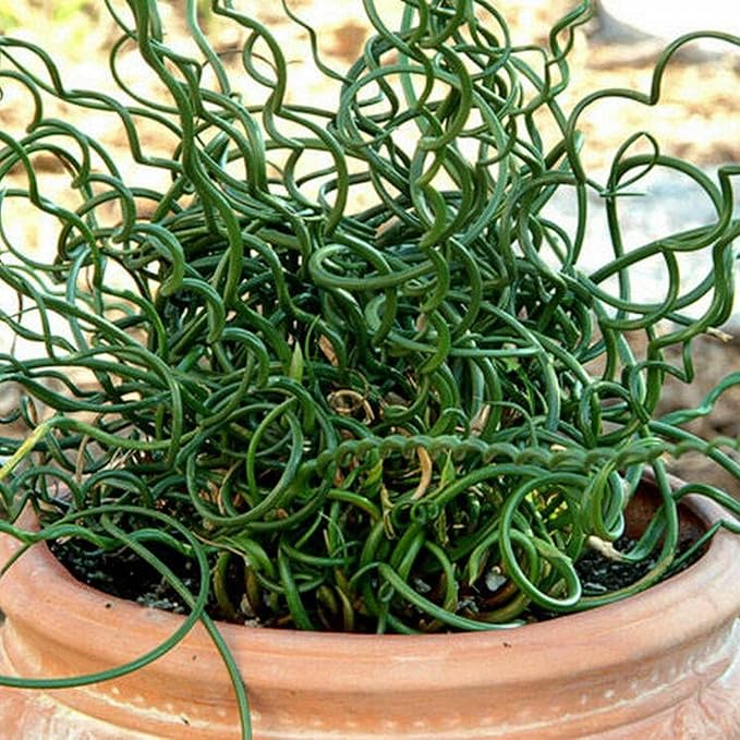 Chalily Corkscrew Rush, a Great Live Pond Plant for Your Water Garden. Filters The koi and Goldfish Pond. Good for Bogs, Plant Shelf or Shallow Water This marginal Aquatic is a Real Beauty