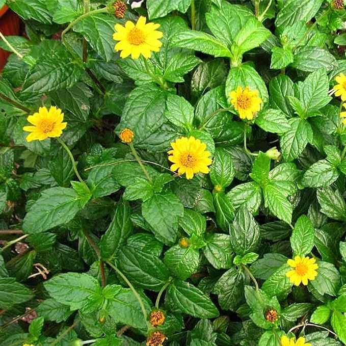 Chalily Water Zinnia, a Great Live Pond Plant for Your Water Garden. Filters The koi and Goldfish Pond. Good for Bogs, Plant Shelf or Shallow Water This marginal Aquatic is a Real Beauty