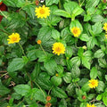 Chalily Water Zinnia, a Great Live Pond Plant for Your Water Garden. Filters The koi and Goldfish Pond. Good for Bogs, Plant Shelf or Shallow Water This marginal Aquatic is a Real Beauty