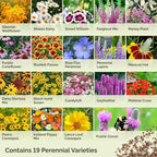 Eden Brothers All Perennial Wildflower Mixed Seeds for Planting, 1 lb, 480,000+ Seeds with Lupine, Shasta Daisy | Attracts Pollinators, Plant in Spring or Fall, Zones 3, 4, 5, 6, 7, 8, 9, 10