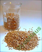 MycoHaus Mushroom Growing Kit | Sterilized Rye Grain | Magic Indoor Grow Bags for Mushrooms | Shroom Home Cultivation Magic Supplies | Without Spores | Without Injection Ports | 1 Pound (24 Pack)