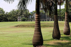 10 Florida Royal Palm Roystonea Regia Tree Houseplant Seeds
