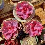 Echeveria Rainbow Variegated Rare Live Succulent Plants, Pink 1 Head 3.5" Live Plant, Package Without Pot & Soil, Garden Indoor Office Desk, Wedding Party Baby Shower Decoration, Friend Lovers Gifts
