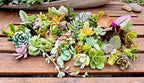 25 Assorted Live Succulent Cuttings, No 2 Succulents Alike, Great for Terrariums, Mini Gardens, and as Starter Plants. Live Succulents Plants for DIY Projects and Home Decor (25, Small)