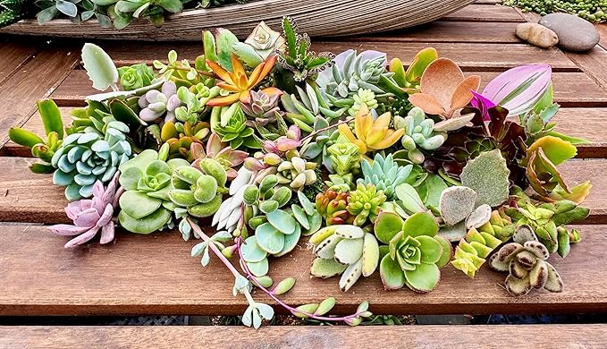 25 Assorted Live Succulent Cuttings, No 2 Succulents Alike, Great for Terrariums, Mini Gardens, and as Starter Plants. Live Succulents Plants for DIY Projects and Home Decor (25, Small)