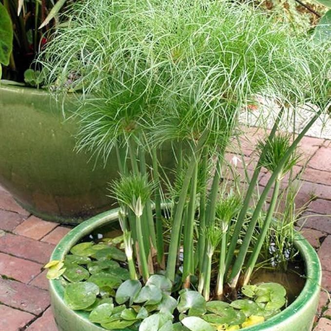 Chalily Dwarf Giant Papyrus, a Great Live Pond Plant for Your Water Garden. Filters koi and Goldfish Ponds. Good for Bogs, Plant Shelf or Shallow Water This marginal Aquatic is a Real Beauty