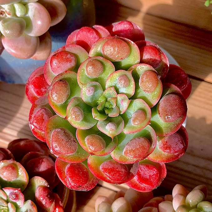FWPP Live Succulents Plants,Echeveria Succulents Live Plants Rain Drops 2.5 inches Red Rare Plants,Bare Root Without Pot Soil,Live Plants Indoor Party Wedding Garden House Decor Friend Gift